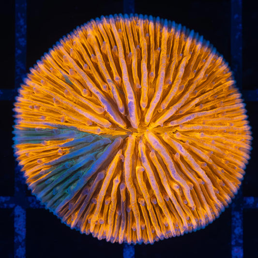 Splatter Plate Coral 1.25"