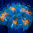 Rainbow Splatter Rock Flower Anemone