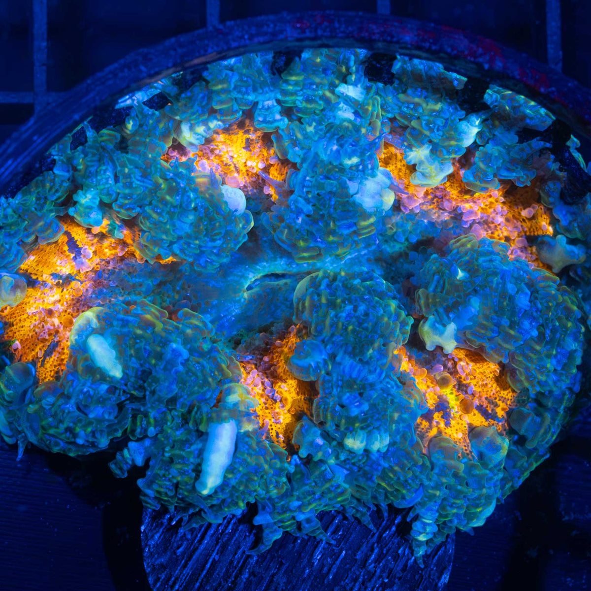 Rainbow Splatter Rock Flower Anemone