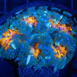 Rainbow Splatter Rock Flower Anemone