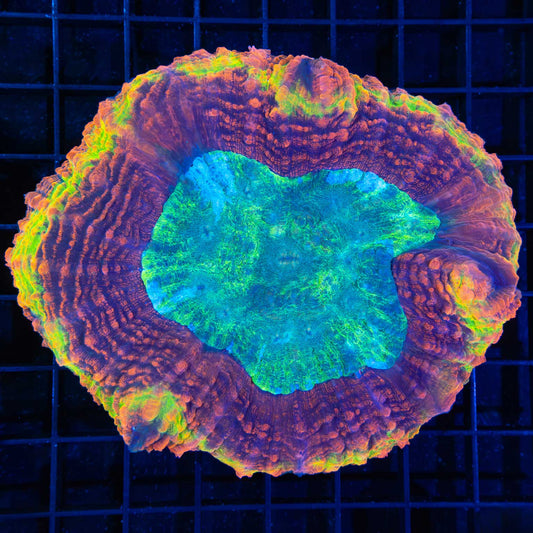 Ultra Rainbow Symphyllia 4.75"