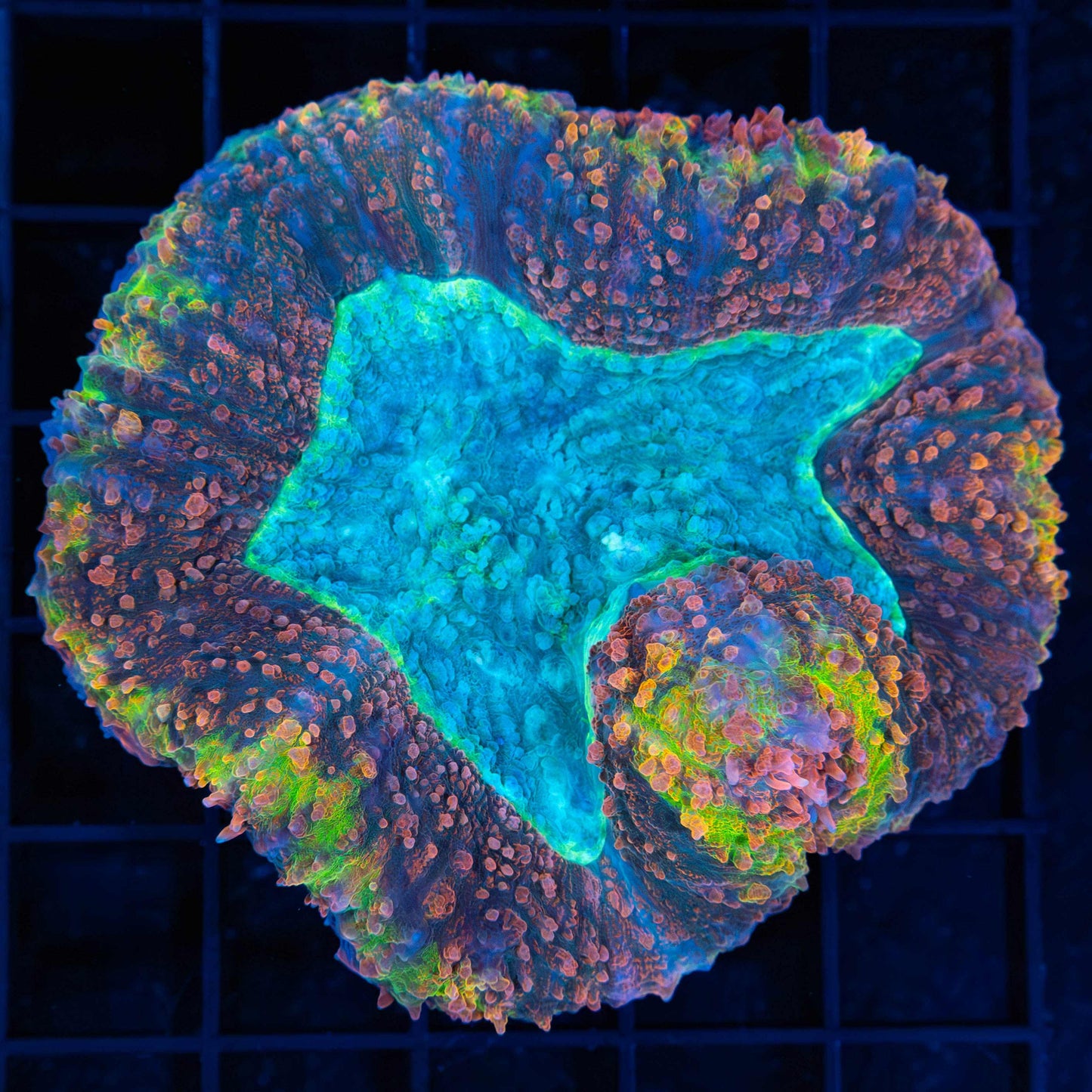 Rainbow Symphyllia 3"