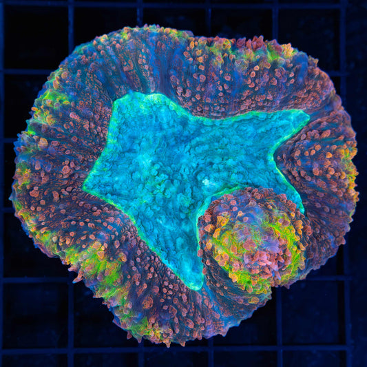 Rainbow Symphyllia 3"