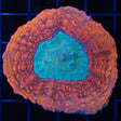 Rainbow Symphyllia 2.5"