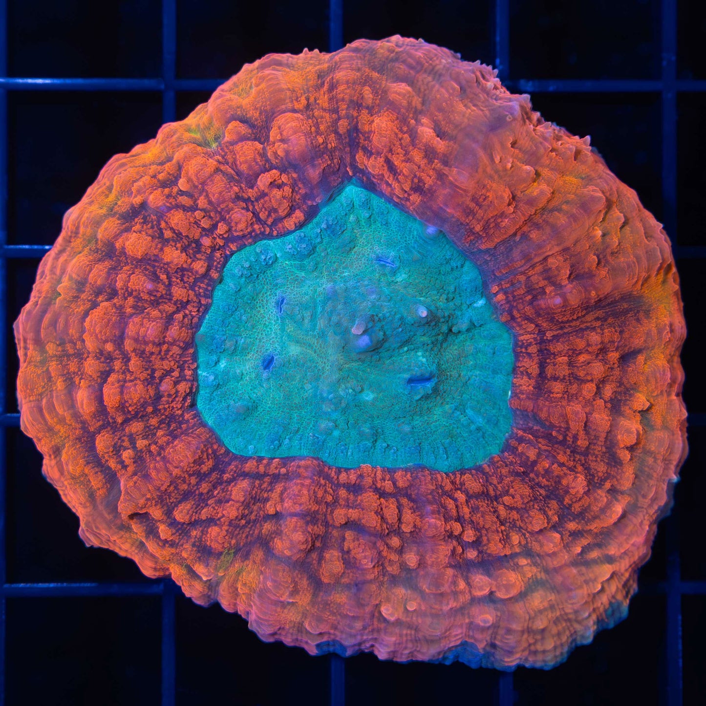 Rainbow Symphyllia 2.5"