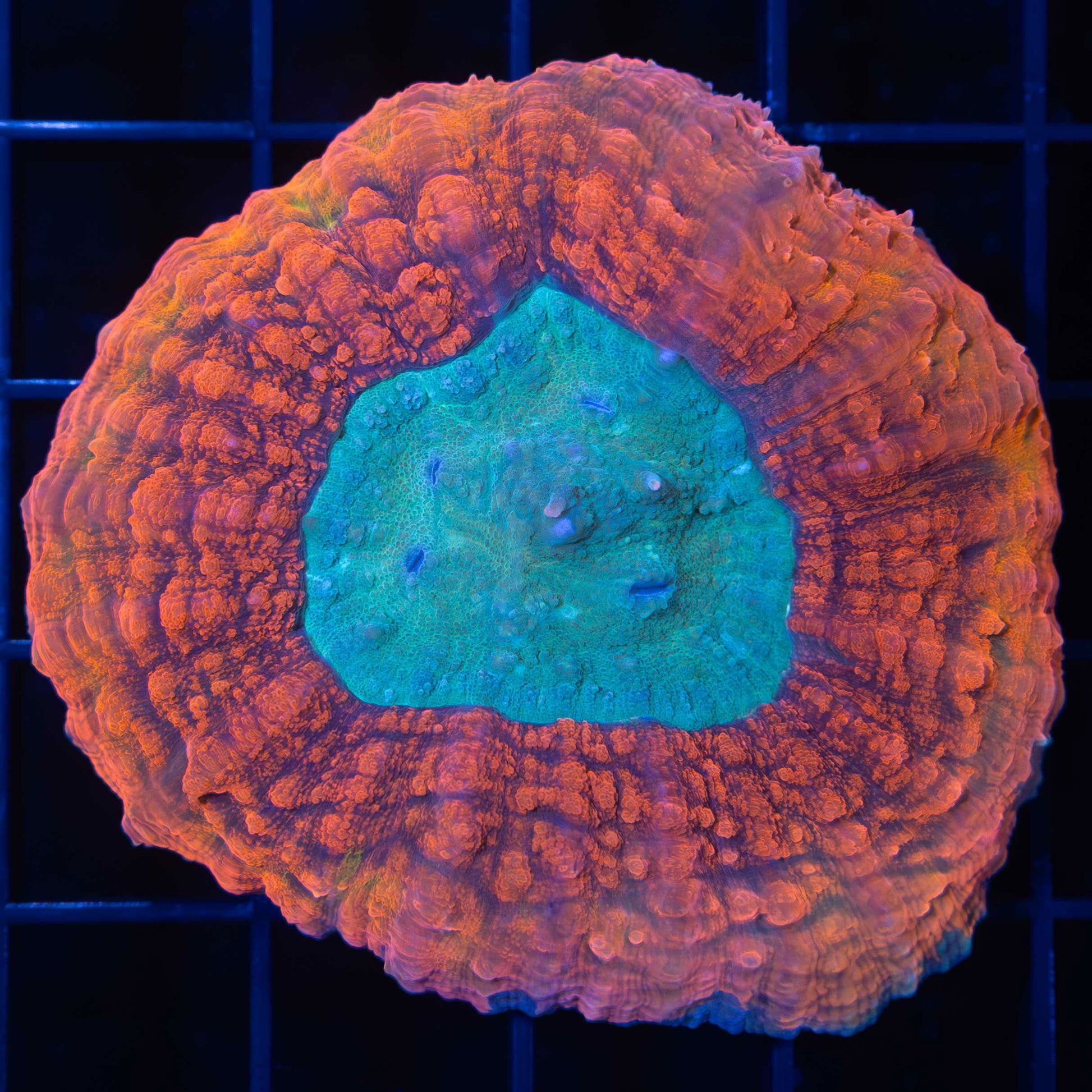 Rainbow Symphyllia 2.5"