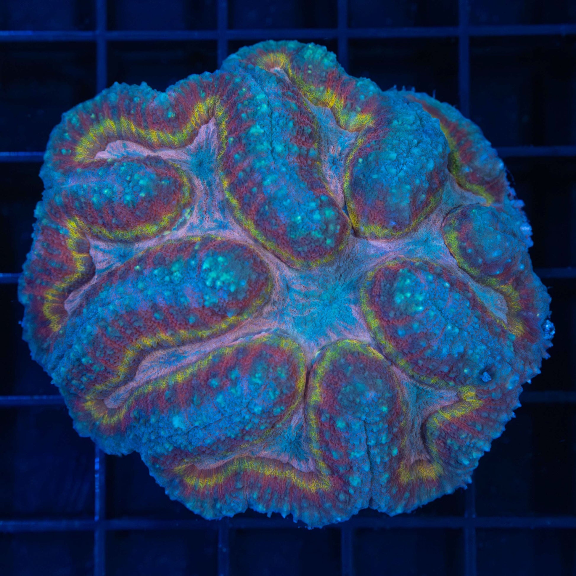 Rainbow Lobo/Symphyllia 2.75"