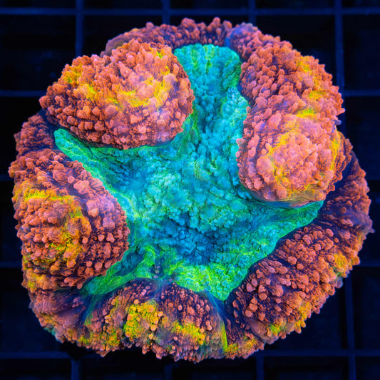 Ultra Rainbow Symphyllia 2.5"