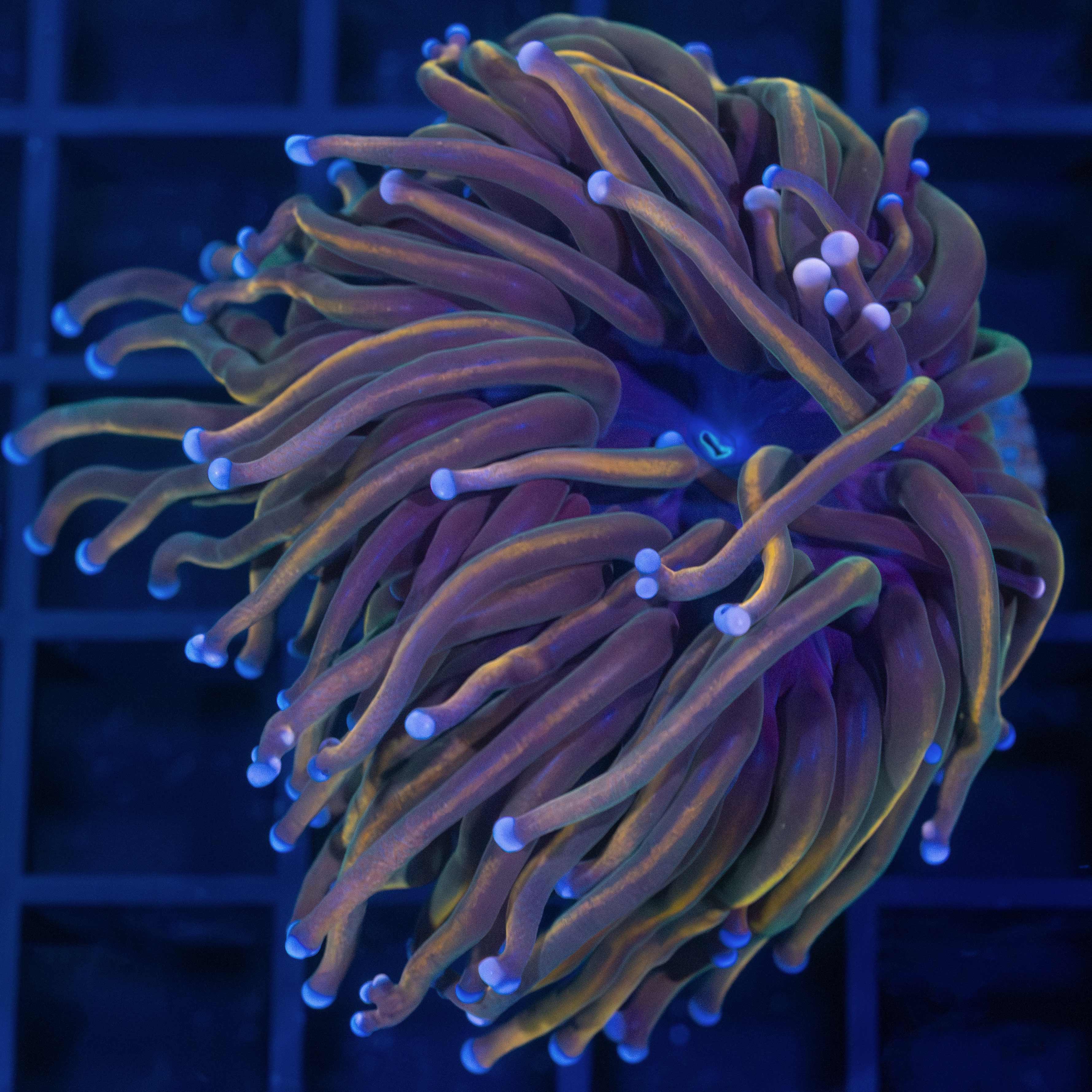 Torch Coral for Sale – Lucky Corals