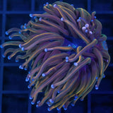 Rainbow Torch Coral