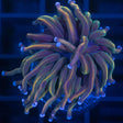 Rainbow Torch Coral