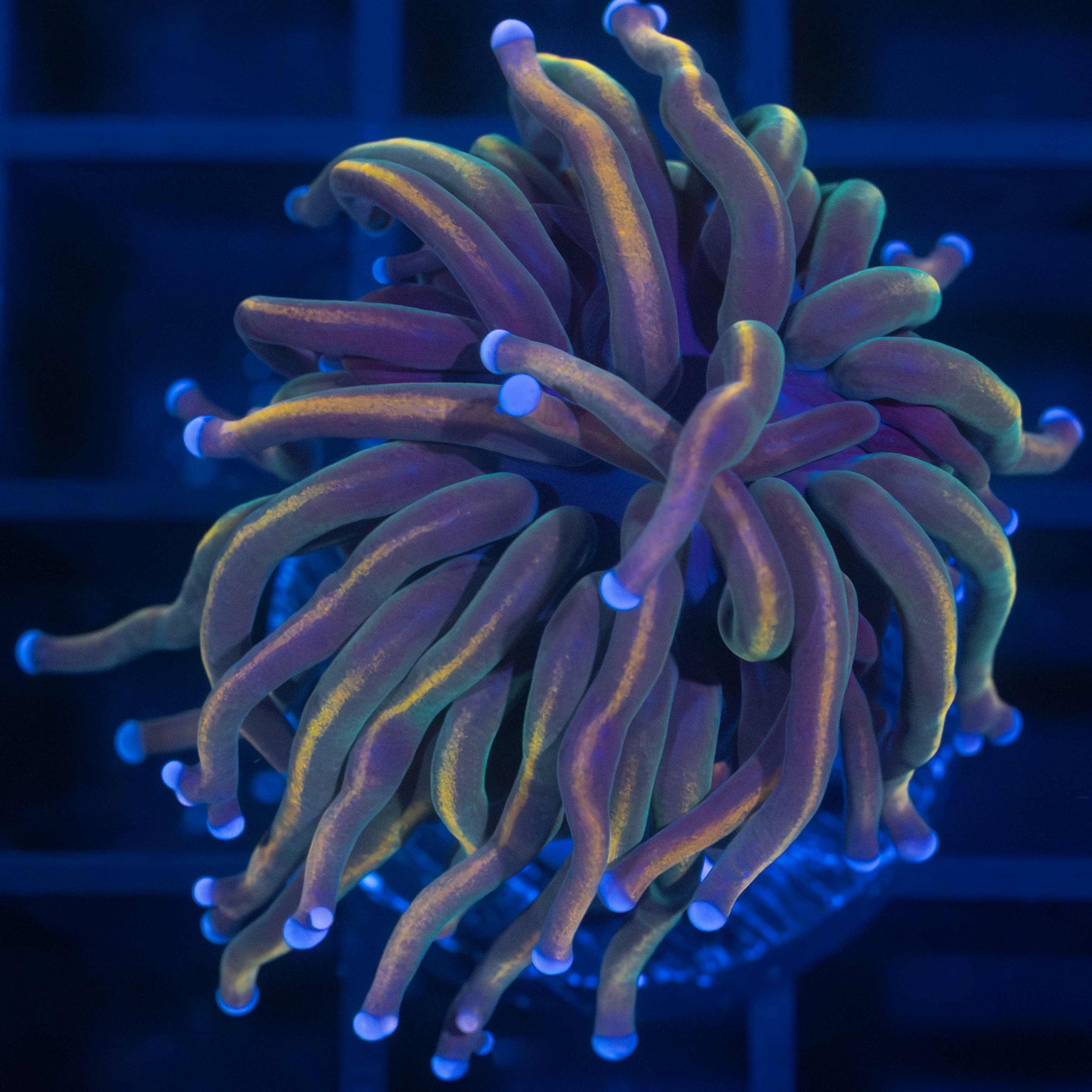 Rainbow Torch Coral