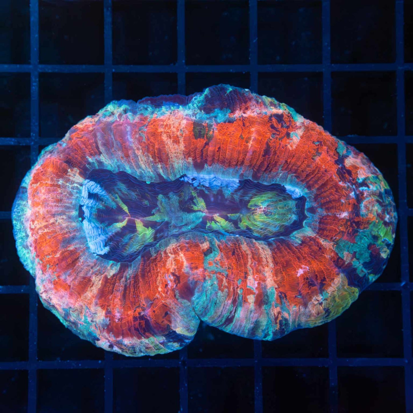 Unusual Rainbow Trachy 3.25" (Brain Coral)