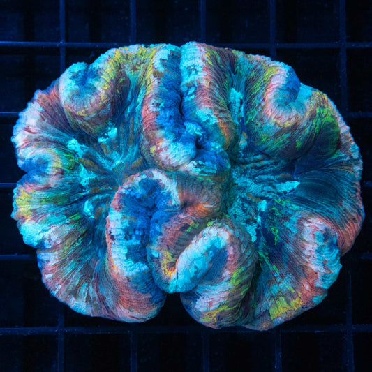 Rainbow Wellso 3.5"