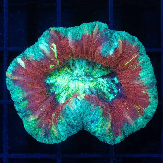 4 Color Indo Trachy 2"