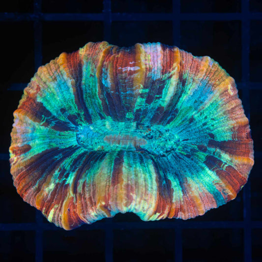 Rainbow Trachyphyllia