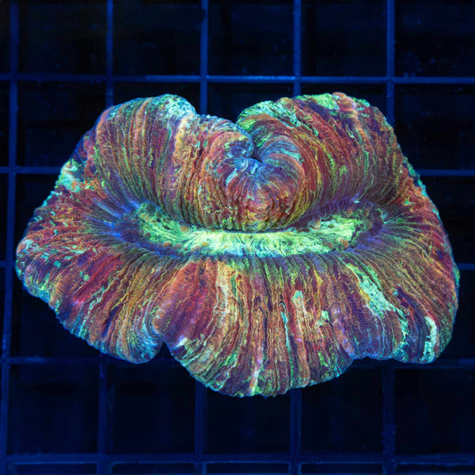 Rainbow Trachy 3"