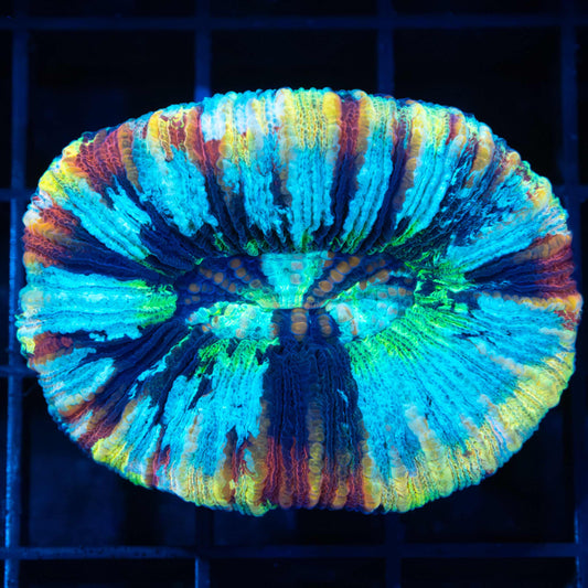 Rainbow Trachyphyllia