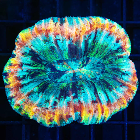 rainbow trachy