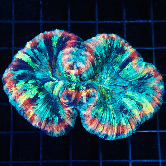 Rainbow Trachyphyllia 4"