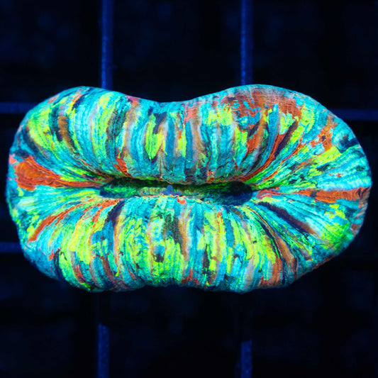 Rainbow Trachyphyllia