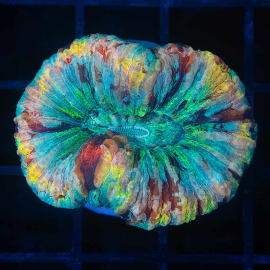 Rainbow Trachyphyllia (Brain Coral) 1.75"