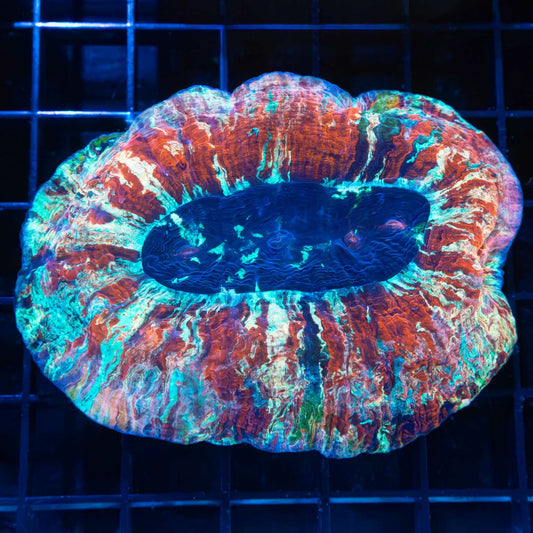 True Rainbow Trachyphyllia 3.5"