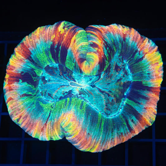 Rainbow Trachyphyllia 4.25"