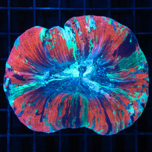 rainbow trachy 4"
