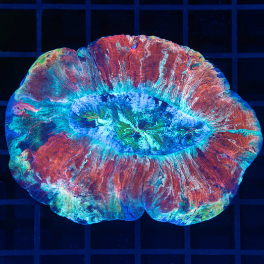 True Rainbow Trachyphyllia 3.25"