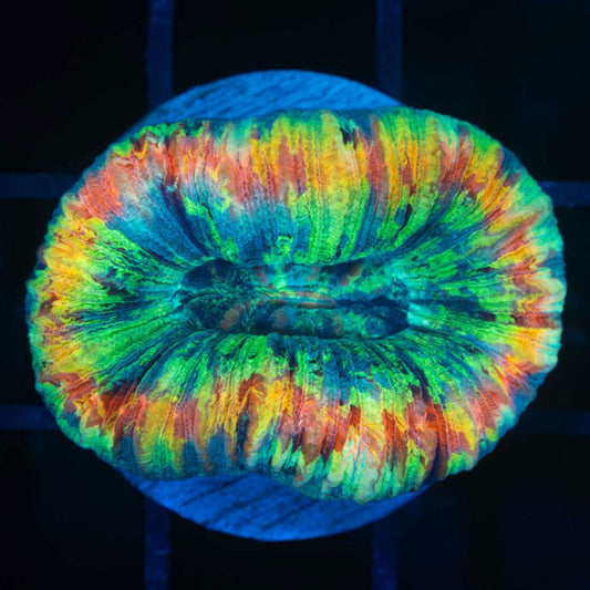 Rainbow Trachyphyllia (Brain Coral) 1.5"