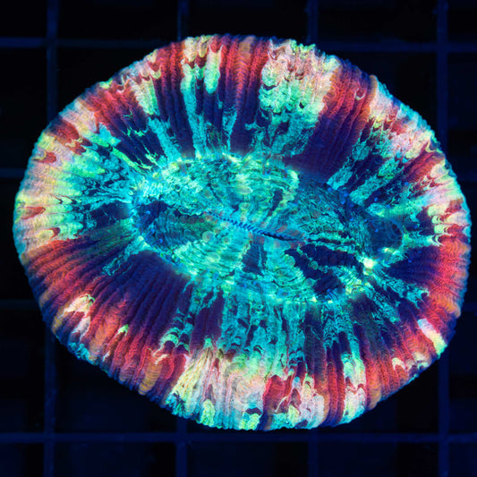 Rainbow Trachyphyllia 2.25"