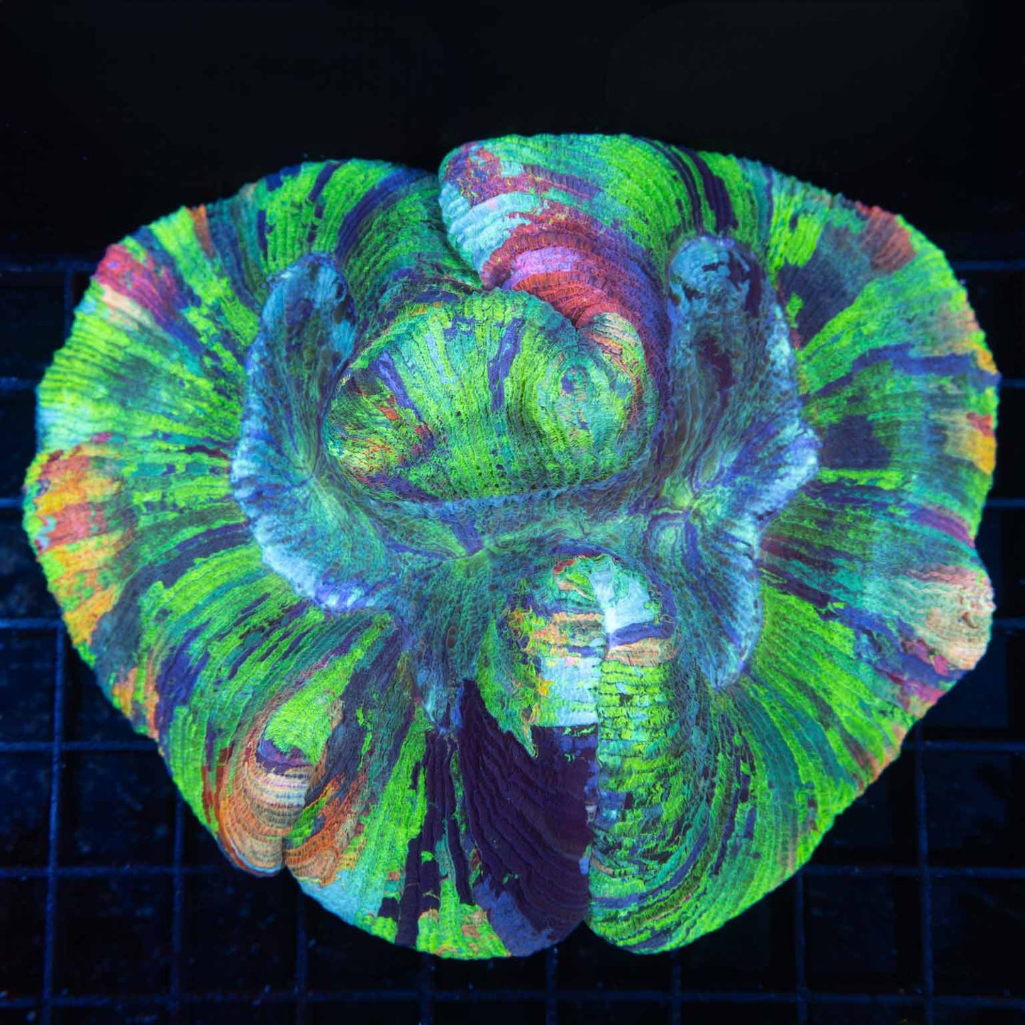 Large Rainbow Trachyphyllia (Brain Coral) 5"