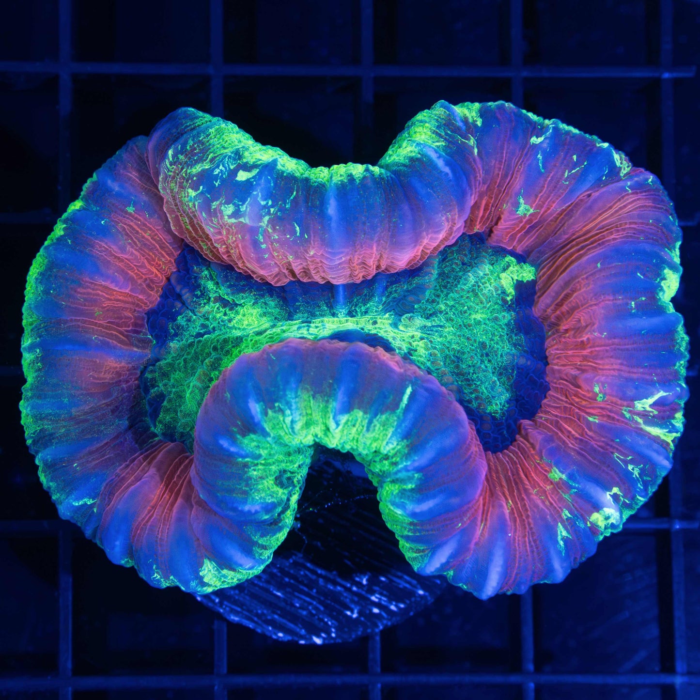 Rainbow Trachyphyllia