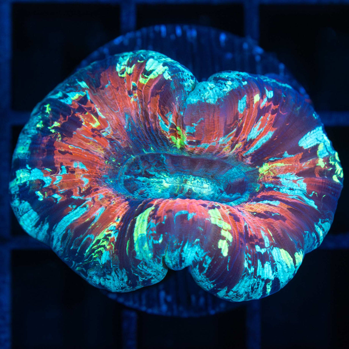 Rainbow Trachyphyllia