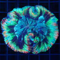 Brain Coral 1