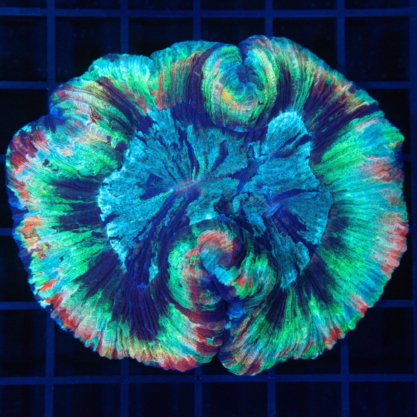 rainbow brain coral