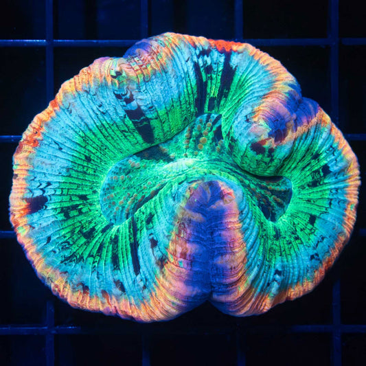 Rainbow Trachyphyllia