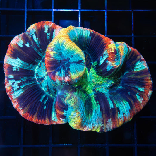 Rainbow Trachyphyllia 3.5"