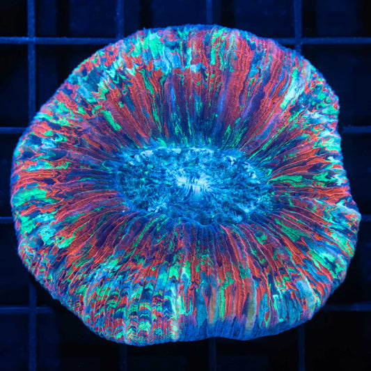 Super Splatter Trachyphyllia