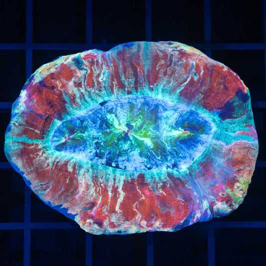 Rainbow Trachyphyllia 2.75"