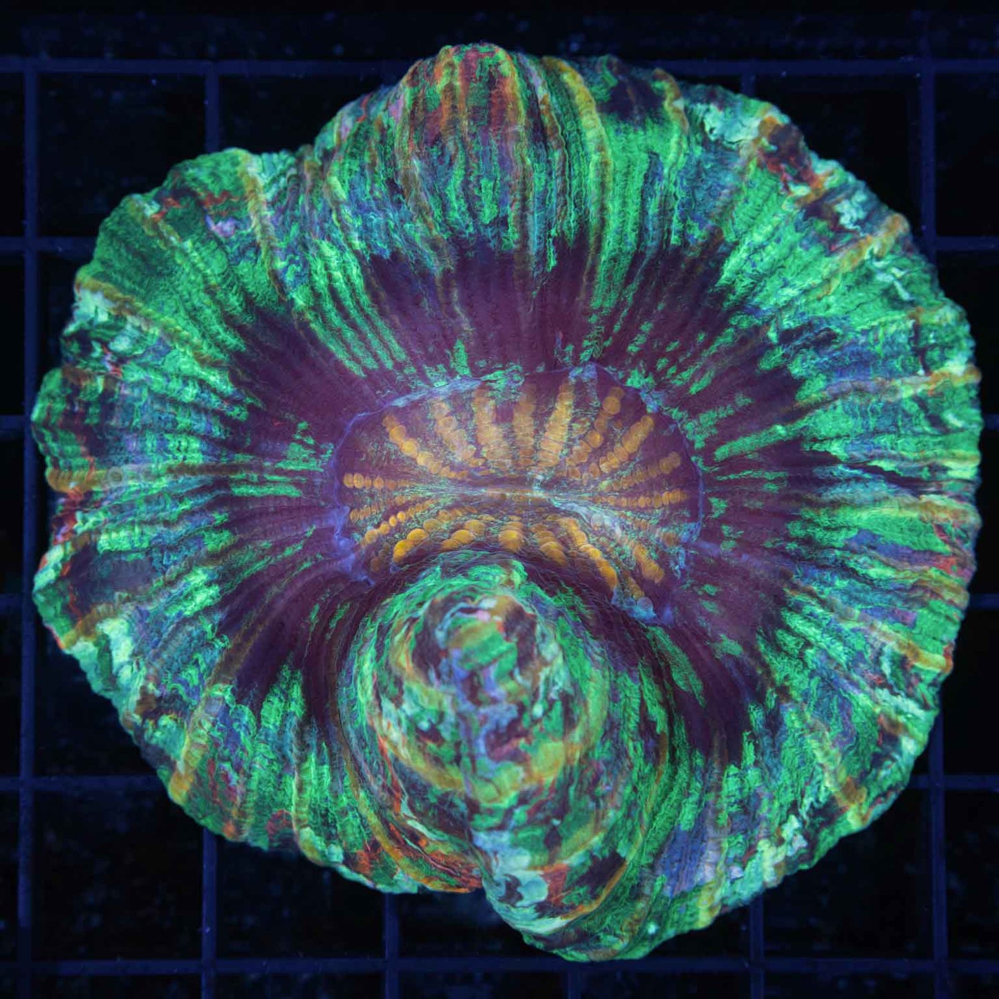Rainbow Trachyphyllia (Brain Coral) 3.5"