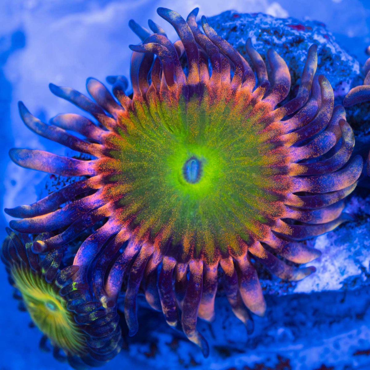 Rainbow Troll Zoa zoanthid under blue aquarium lighting