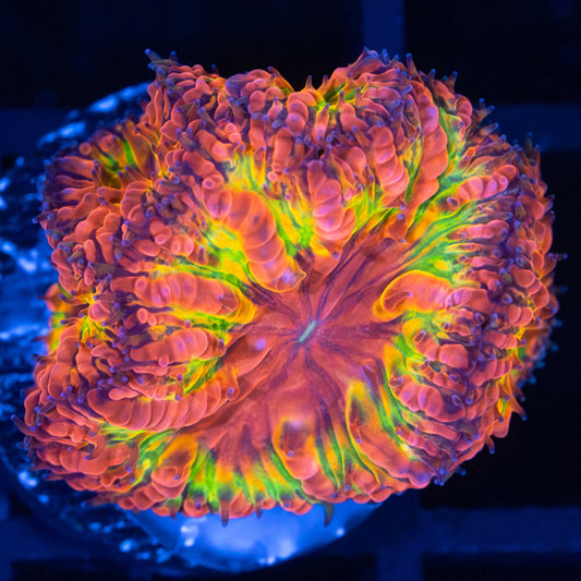 LCK Rainbow Twist Blasto