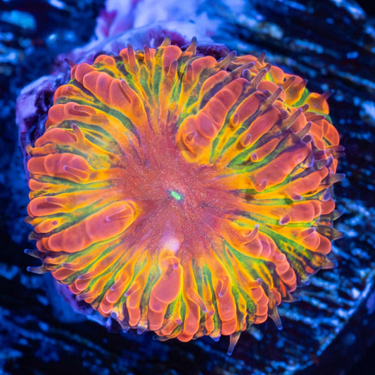 LCK Rainbow Twist Blasto 2p (Tank Grown)