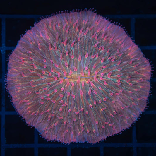 XL Rainbow Plate Coral 2.75"