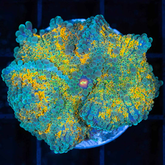 Large Rainbow Yuma Mushroom Coral 2"