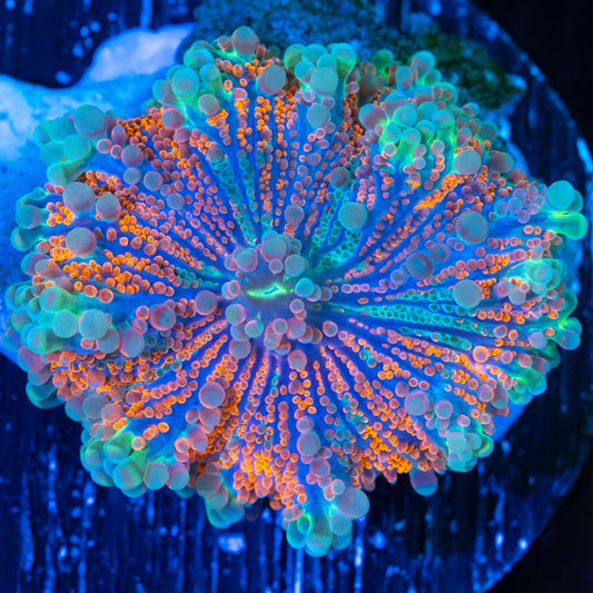 Orange Blue Teal Yuma