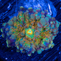 Mushroom 5