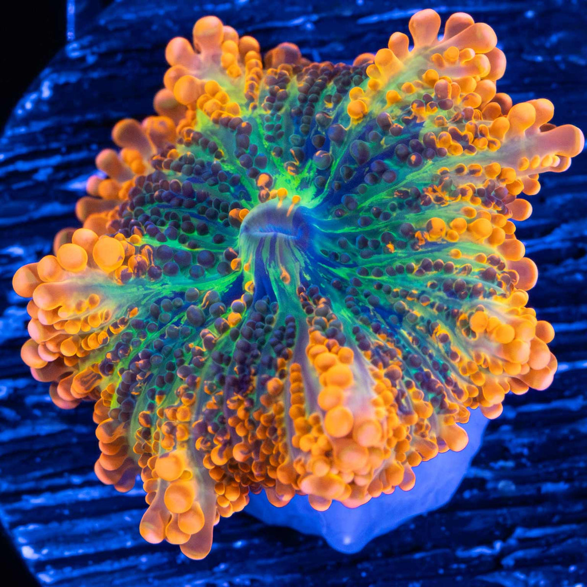 4 Color Yuma Mushroom  medium
